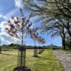 Medium Tree guard