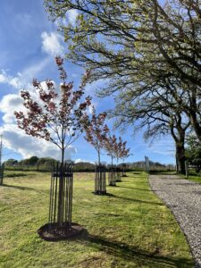 Medium steel tree guards