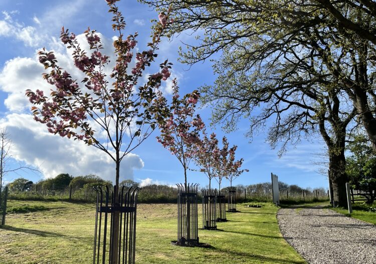Medium Tree guard